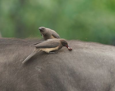 Rooibekrenostervoël / Red-billed Oxpecker