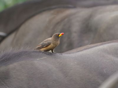 Geelbekrenostervoël / Yellow-billed Oxpecker
