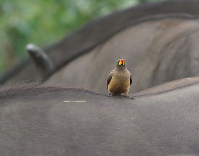 Geelbekrenostervoël / Yellow-billed Oxpecker