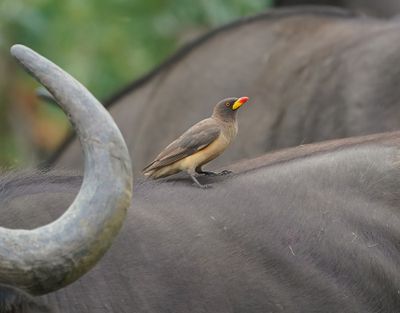 Geelbekrenostervoël / Yellow-billed Oxpecker