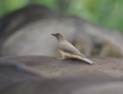 Rooibekrenostervoël / Red-billed Oxpecker