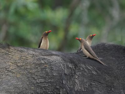 Rooibekrenostervoël / Red-billed Oxpecker
