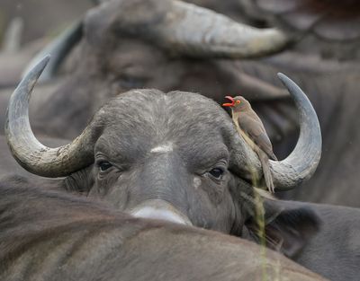 Rooibekrenostervoël / Red-billed Oxpecker