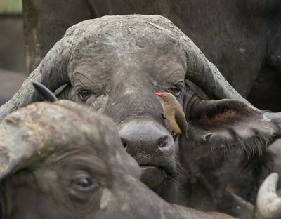 Rooibekrenostervoël / Red-billed Oxpecker