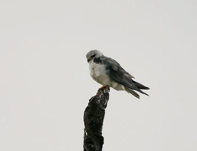 Blouvalk / Black-winged Kite