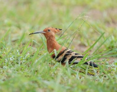 Hoephoep / African Hoopoe