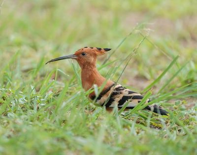 Hoephoep / African Hoopoe