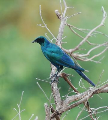 Grootglansspreeu / Burchell's Starling