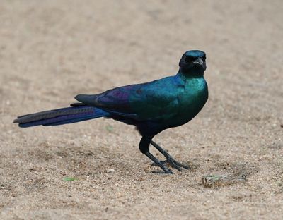 Grootglansspreeu / Burchell's Starling