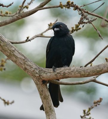 Mikstertbyvanger / Fork-tailed Drongo