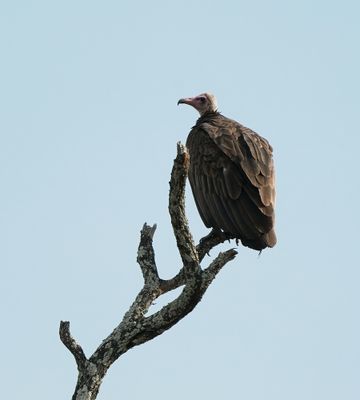 Monnikaasvoël / Hooded Vulture