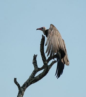 Monnikaasvoël / Hooded Vulture
