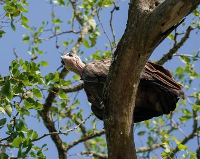 Monnikaasvoël / Hooded Vulture