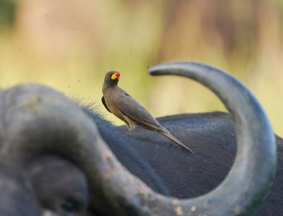 Geelbekrenostervoël / Yellow-billed Oxpecker
