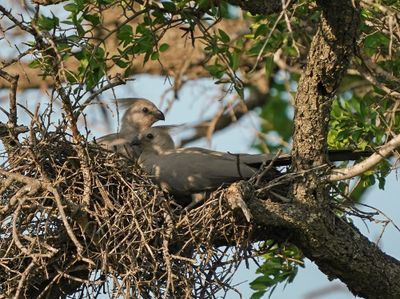 Kwevoël / Grey Go-away-bird