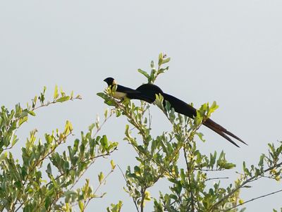 Gewone Paradysvink / Long-tailed Paradise Whydah