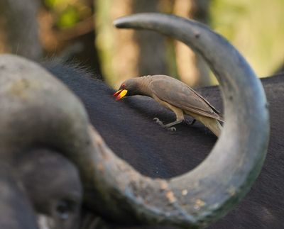 Geelbekrenostervoël / Yellow-billed Oxpecker