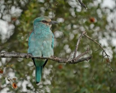 Europese Troupant / European Roller