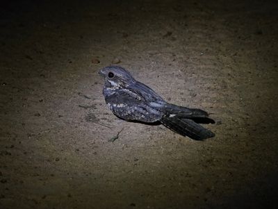 Europese Naguil / European Nightjar