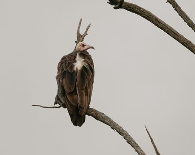 Monnikaasvoël / Hooded Vulture