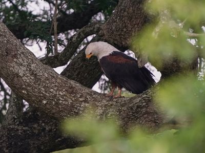 Visarend / African Fish Eagle