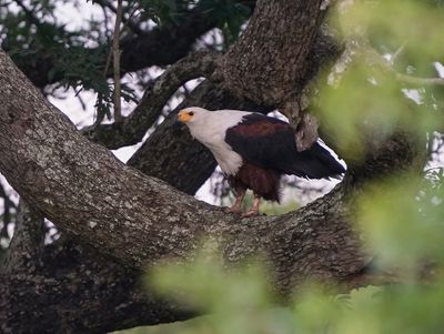 Visarend / African Fish Eagle