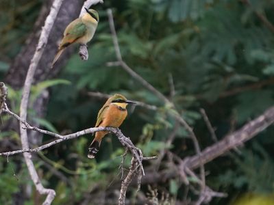 Kleinbyvreter / Little Bee-eater