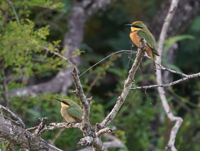 Kleinbyvreter / Little Bee-eater
