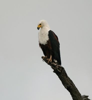 Visarend / African Fish Eagle