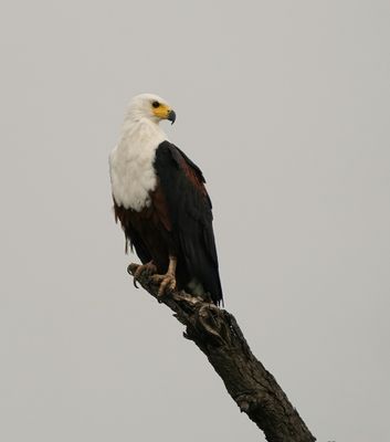 Visarend / African Fish Eagle