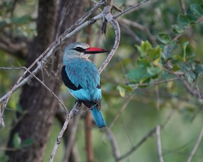 Bosveldvisvanger / Woodland Kingfisher