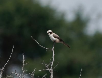 Kremetartlaksman / Southern White-crowned Shrike