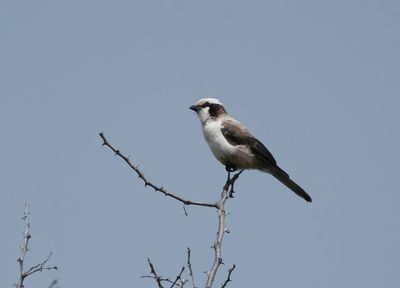 Kremetartlaksman / Southern White-crowned Shrike