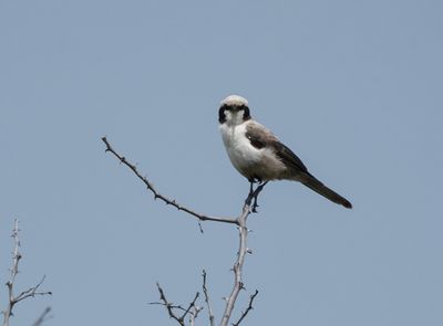 Kremetartlaksman / Southern White-crowned Shrike