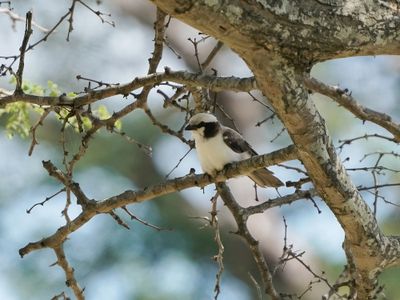Kremetartlaksman / Southern White-crowned Shrike
