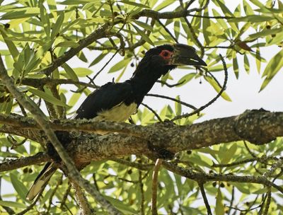 Gewone Boskraai / Trumpet Hornbill