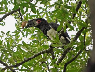 Gewone Boskraai / Trumpet Hornbill
