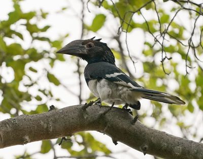 Gewone Boskraai / Trumpet Hornbill