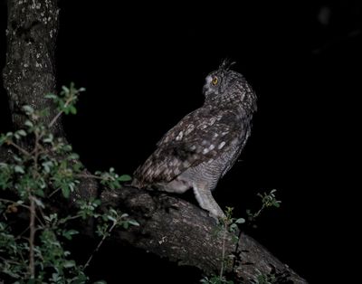 Gevlekte Ooruil / Spotted Eagle-owl