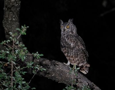 Gevlekte Ooruil / Spotted Eagle-owl