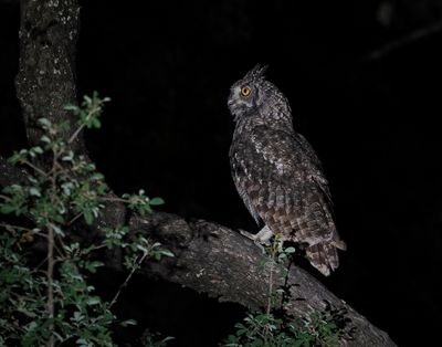 Gevlekte Ooruil / Spotted Eagle-owl