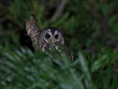 Bosuil / African Wood Owl