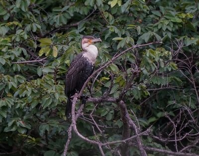 Witborsduiker / White-breasted Cormorant