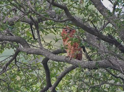 Visuil / Pel's Fishing Owl