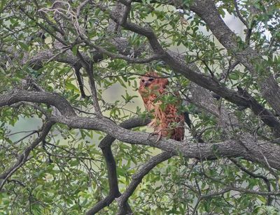 Visuil / Pel's Fishing Owl