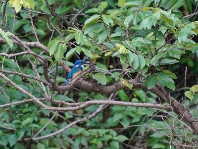 Blouvisvanger / Half-collard Kingfisher