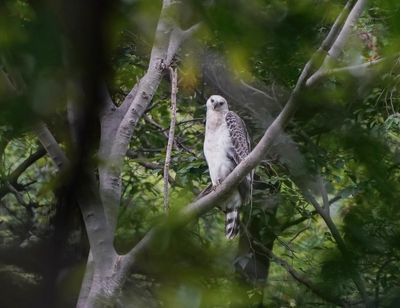 Kroonarend / Crowned Eagle