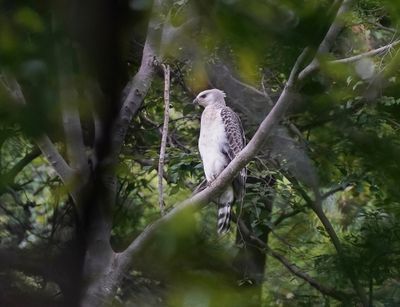 Kroonarend / Crowned Eagle
