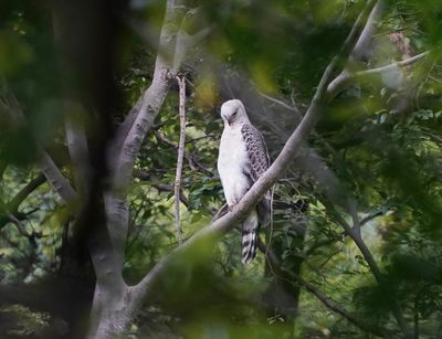 Kroonarend / Crowned Eagle