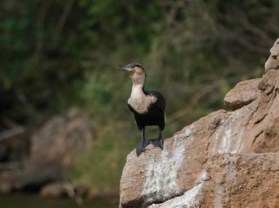 Witborsduiker / White-breasted Cormorant